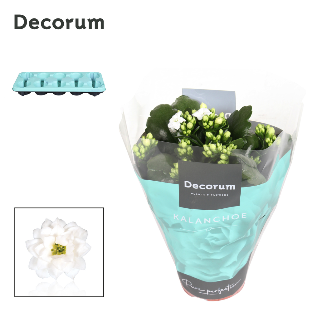 Kalanchoe Decorum - White.
