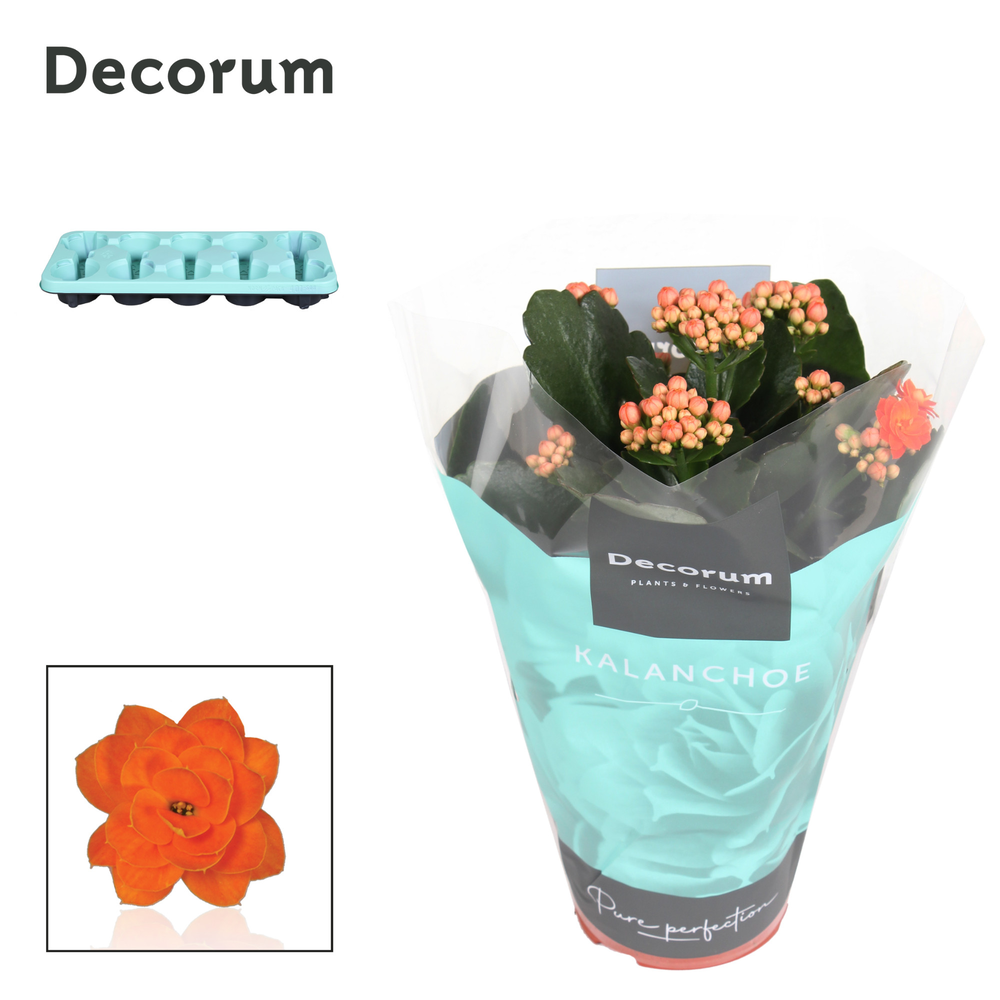 Kalanchoe Decorum - Orange.