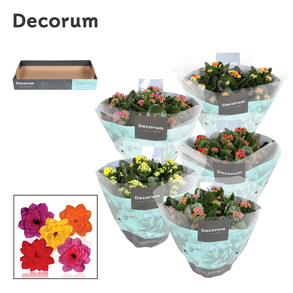 Kalanchoe Decorum - Mix.