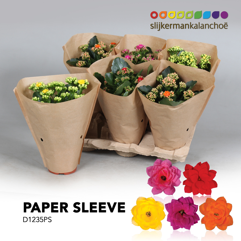 Kalanchoe Paper Sleeve - Mix.
