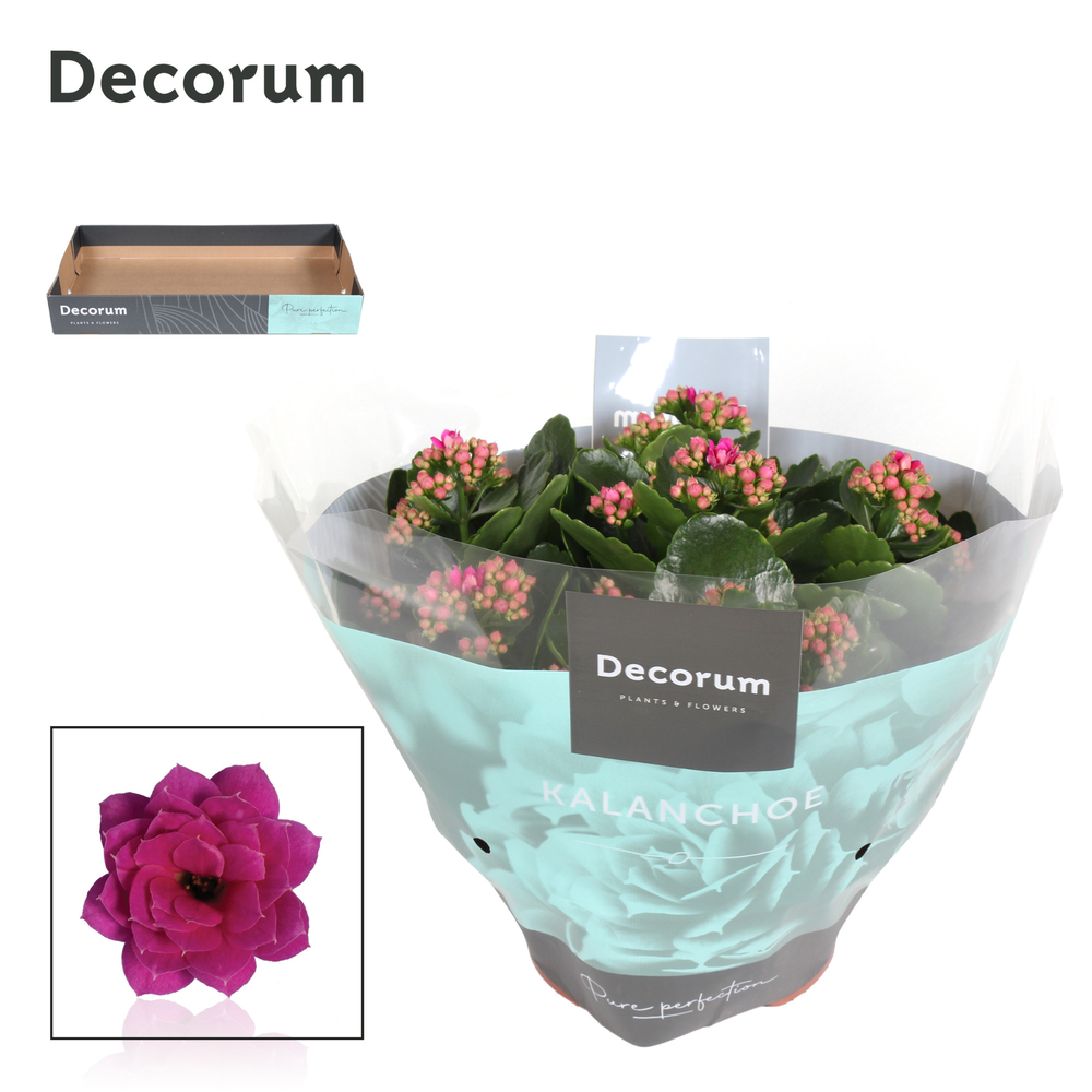 Kalanchoe Decorum - Purple.