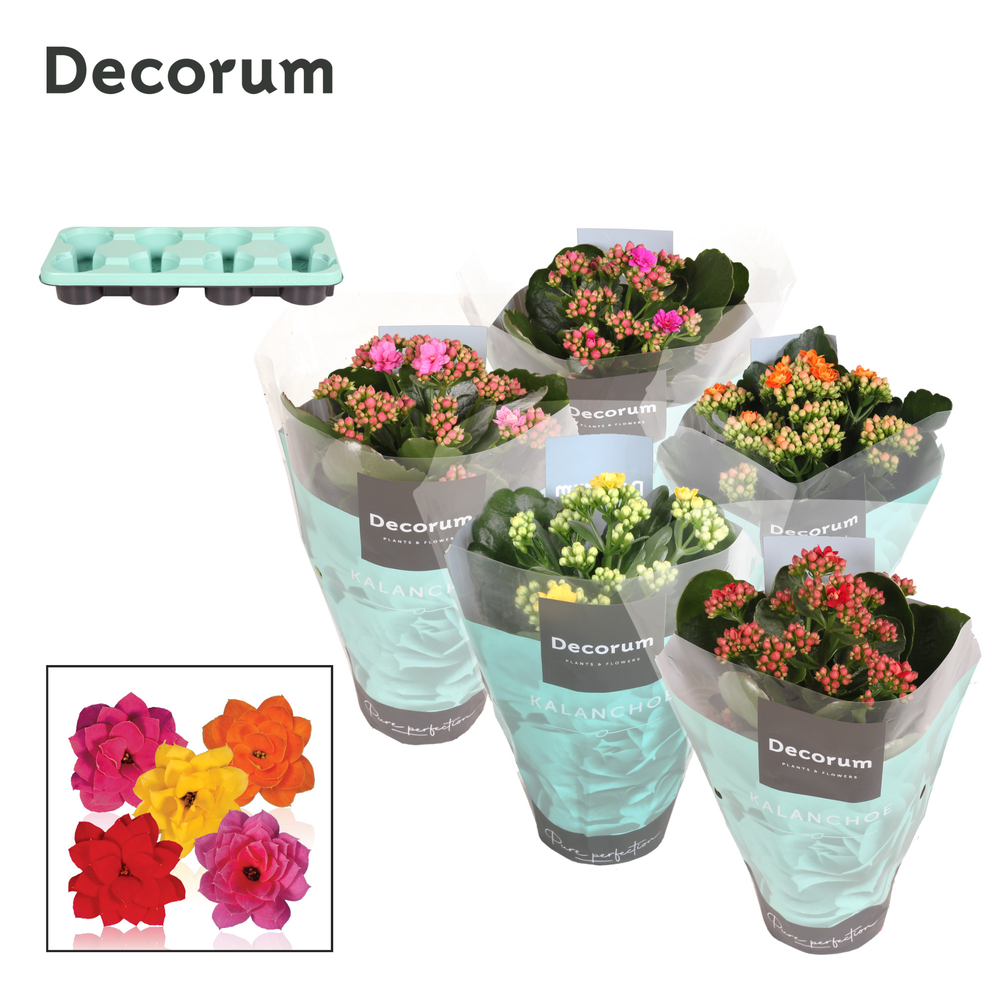 Kalanchoe Decorum - Mix.