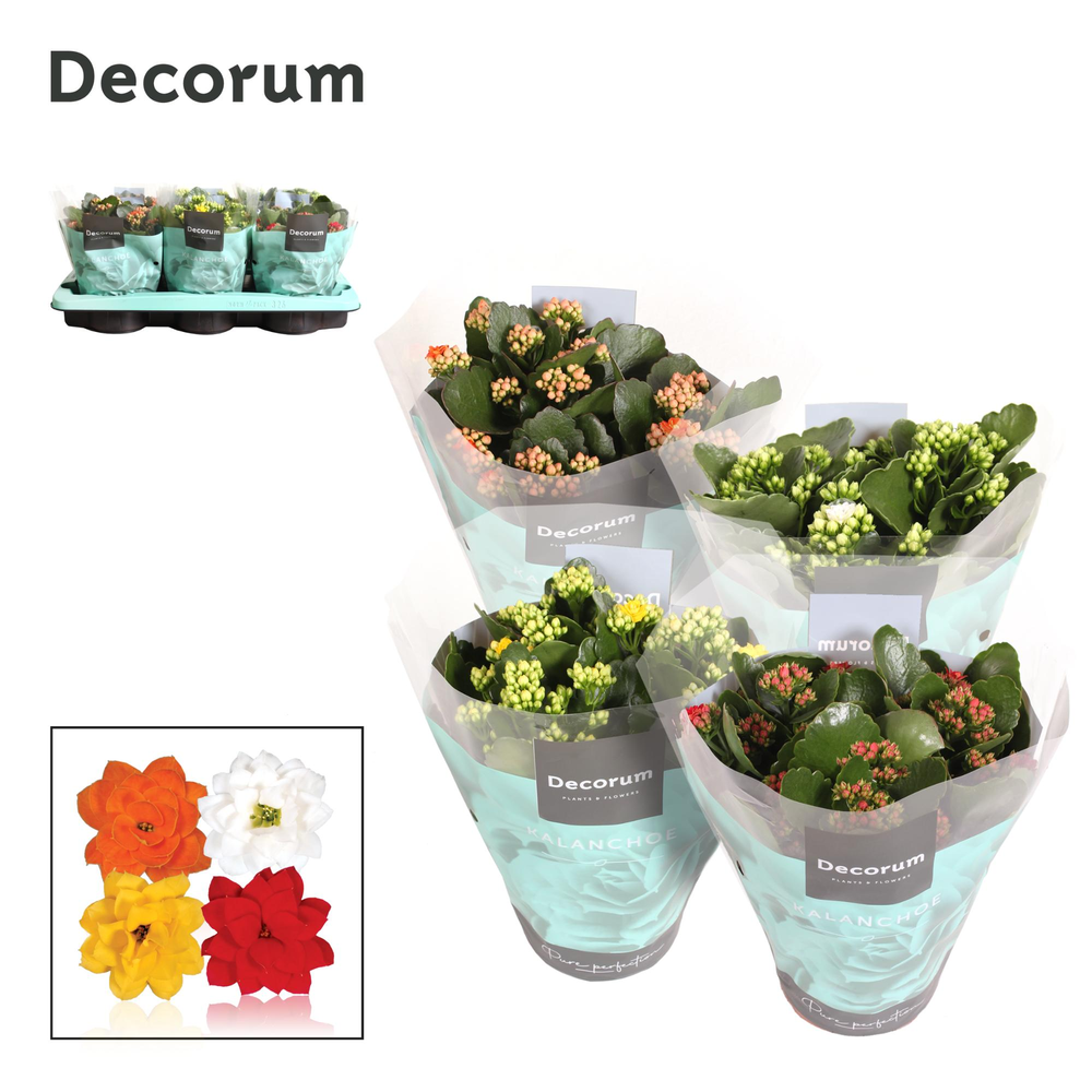 Kalanchoe Decorum - Mix.
