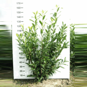 Prunus laurocerasus 'Caucasica'