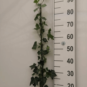 Hedera hibernica.