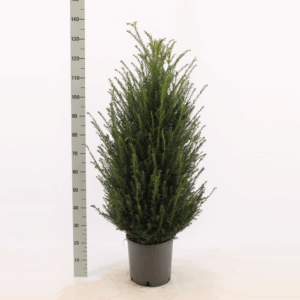 Taxus baccata