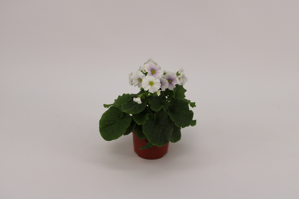 Primula Obconica Blue White.