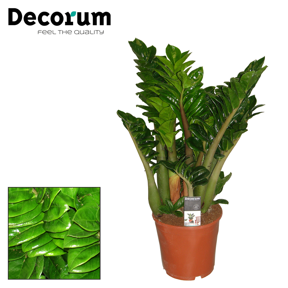 Zamioculcas Zenzi 21 cm (Decorum).