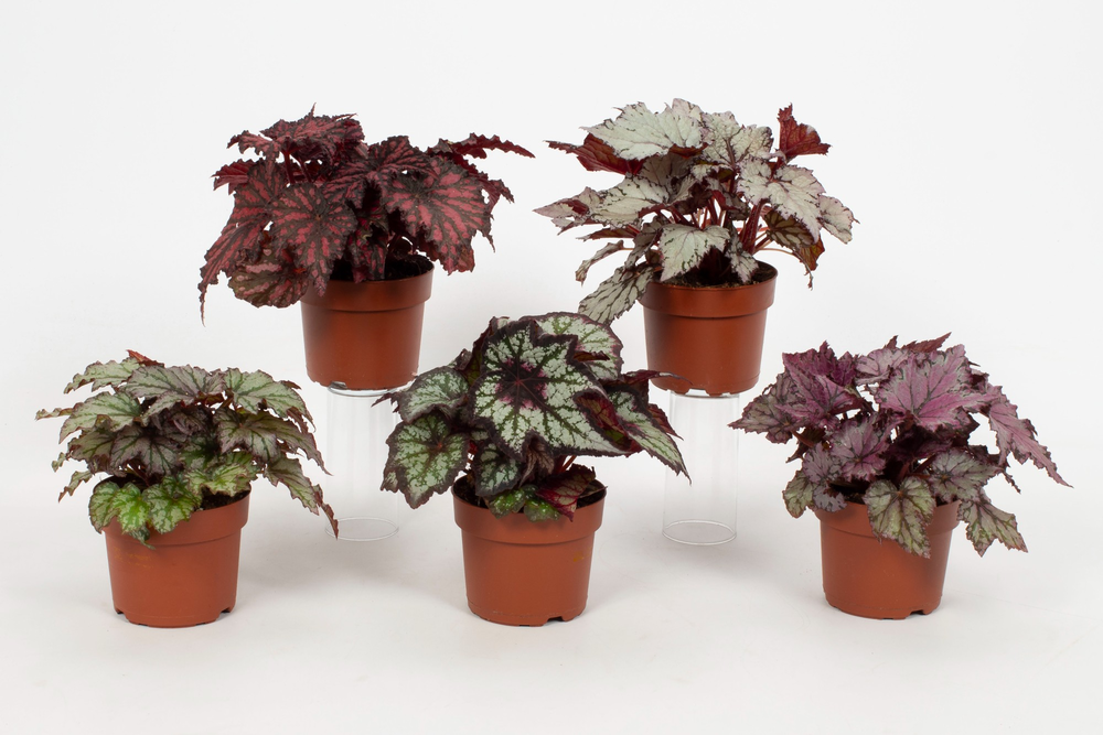 Begonia Enchanted Rex Mix 12cm.
