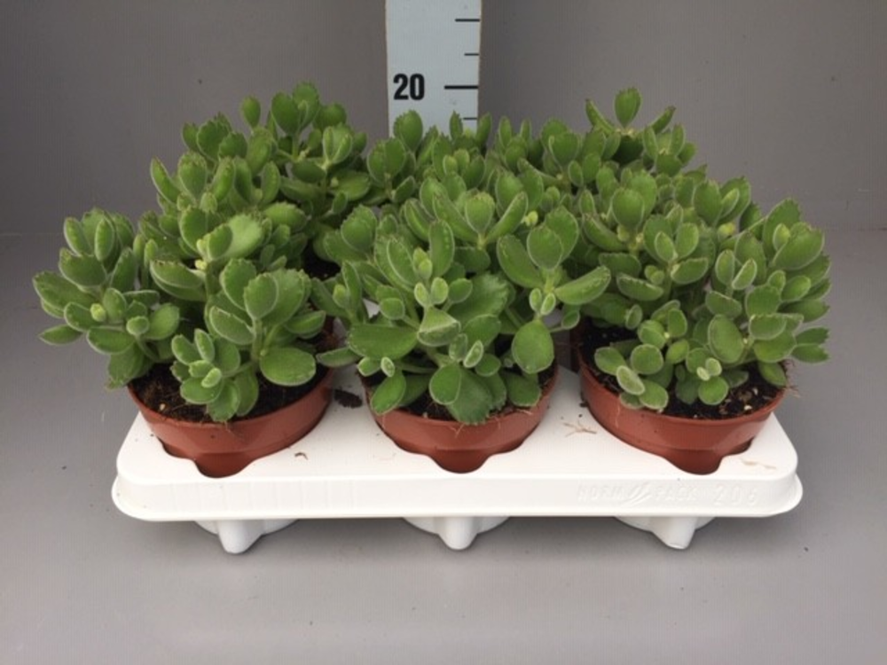 Cotyledon ladismithiensis.