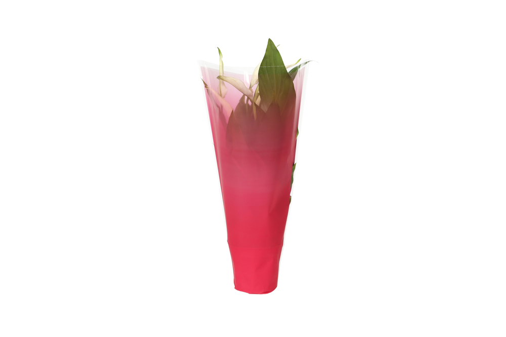 KP-794.1 RD - Spathiphyllum 9cm in rode hoes.