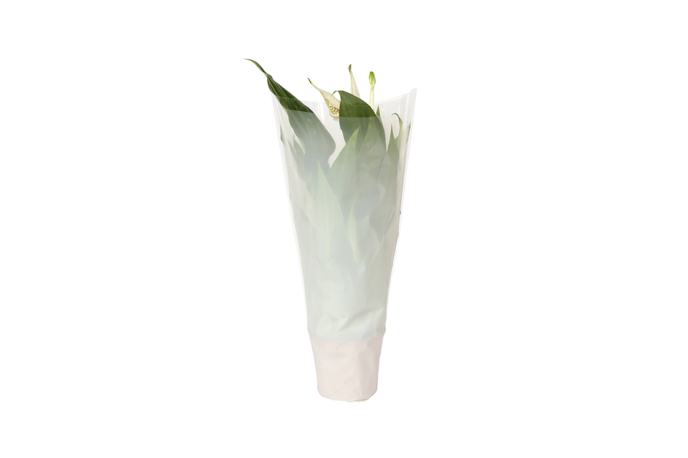 KP-794.1 WT - Spathiphyllum 9cm in witte hoes.