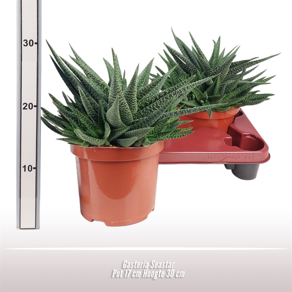 Gasteria Seastar.