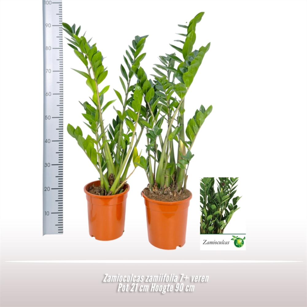 Zamioculcas zamiifolia.