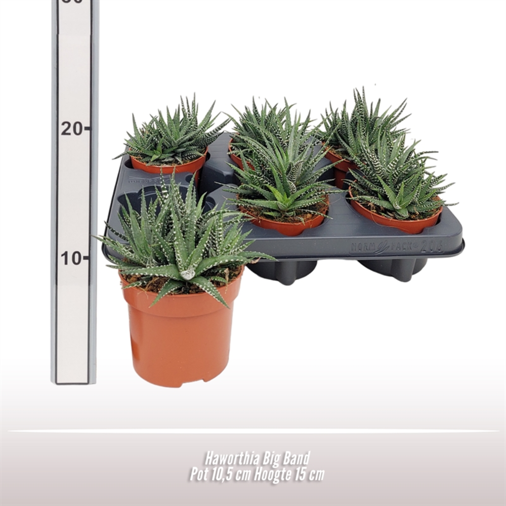 Haworthia Big Band.