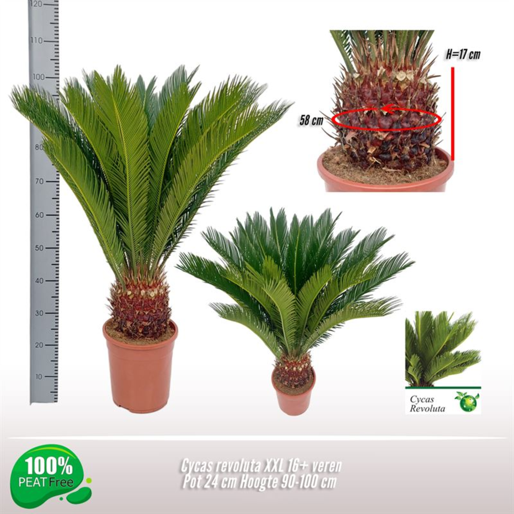 Cycas revoluta 16-20 veren.