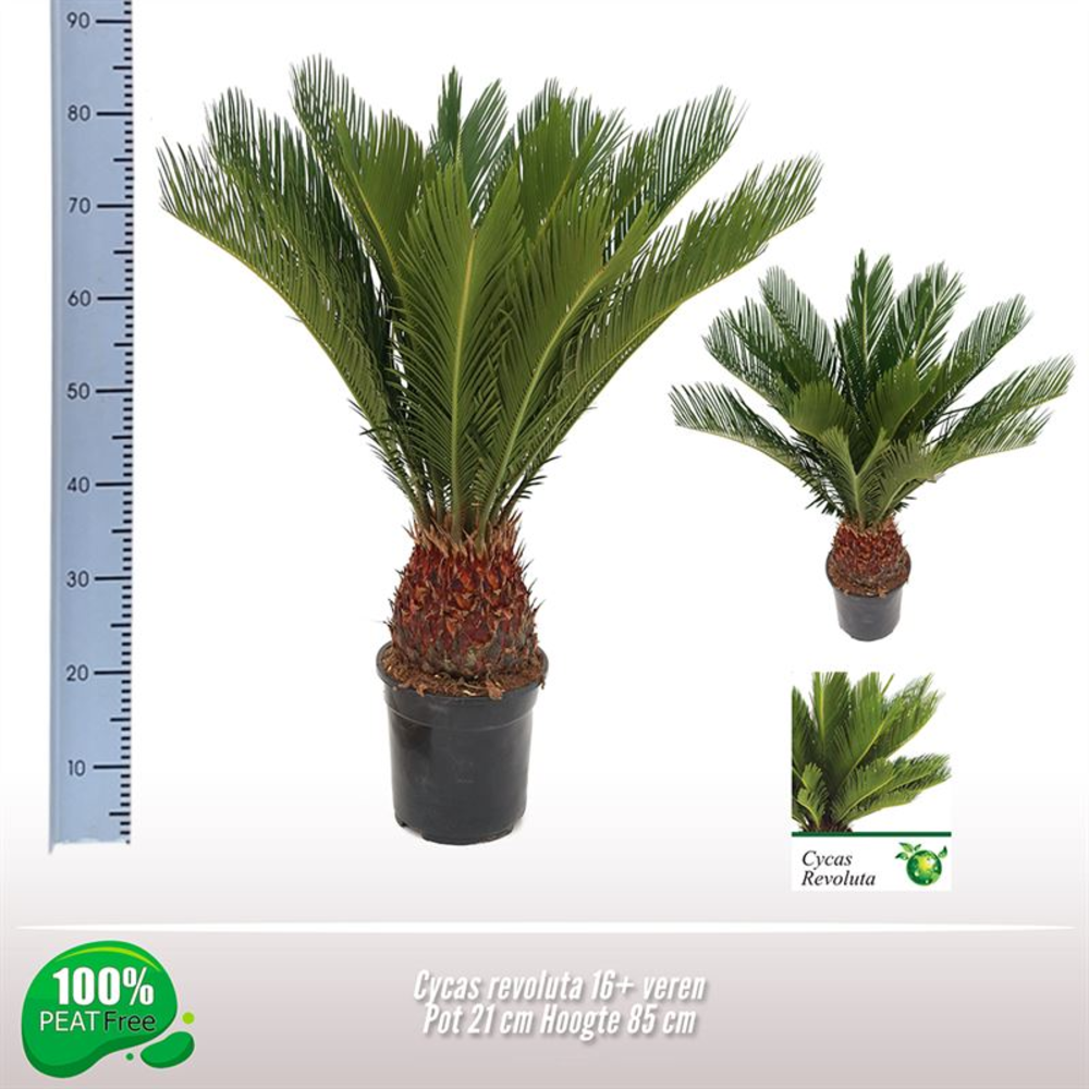 Cycas revoluta.