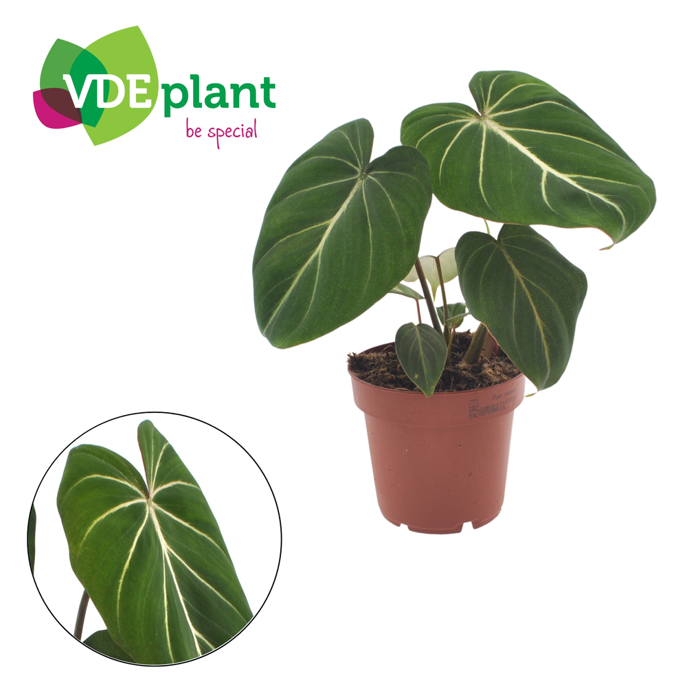 Philodendron Gloriosum 12cm.
