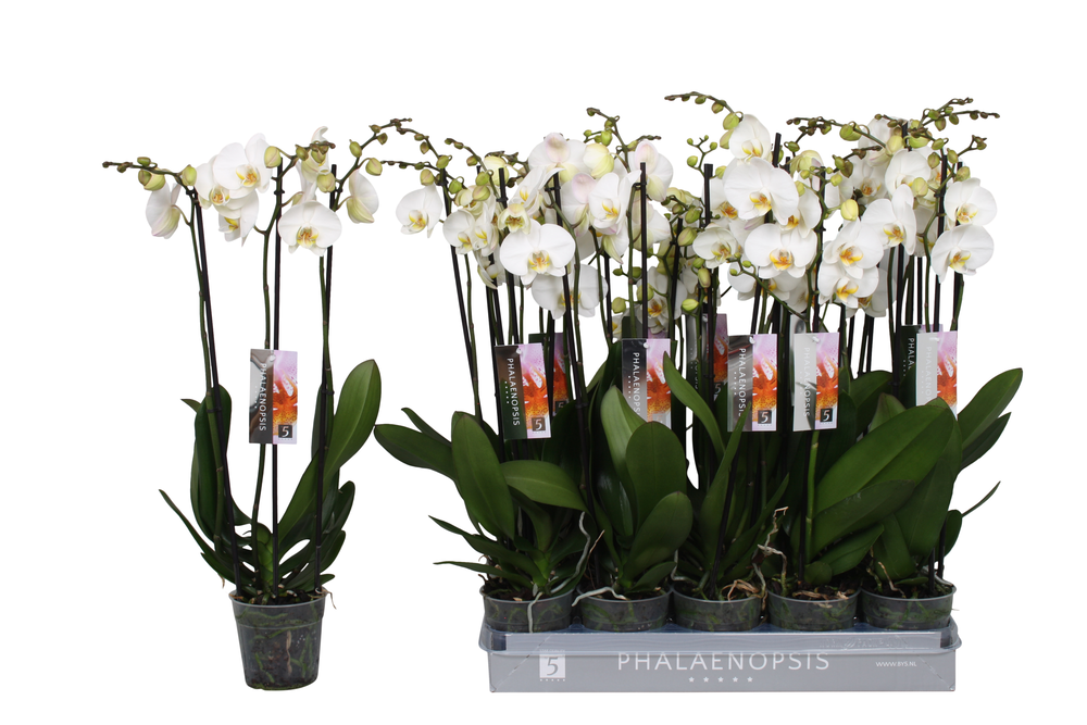 Phalaenopsis White, 3-spike 22 +.