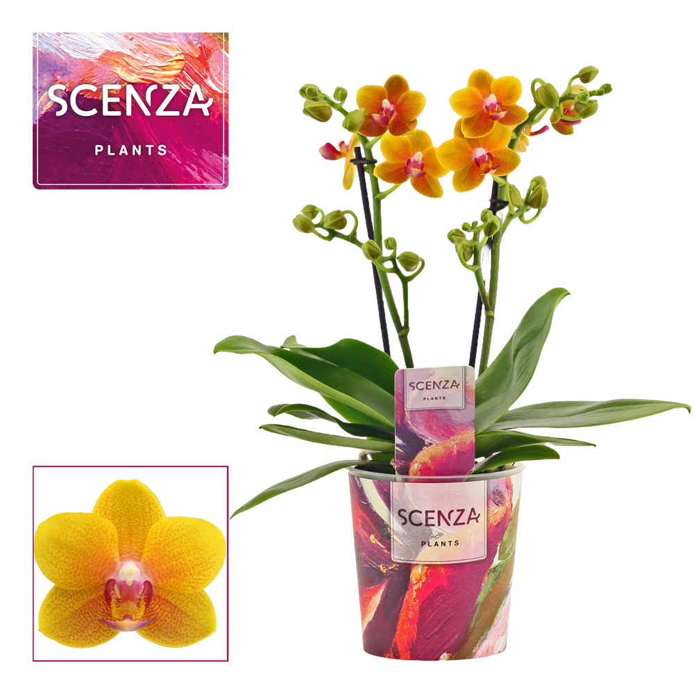 Phalaenopsis multiflora 2 tak Drops of the sun (Sc.