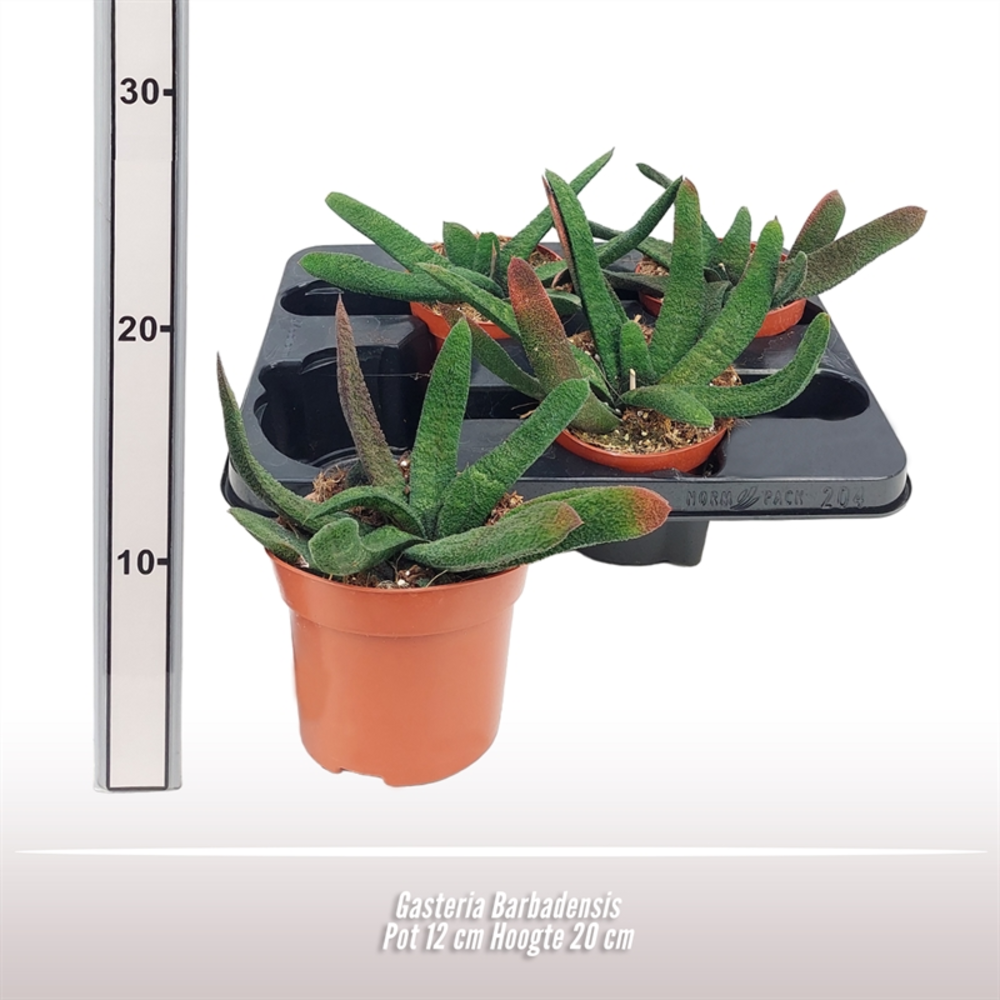 Gasteria Barbadensis.