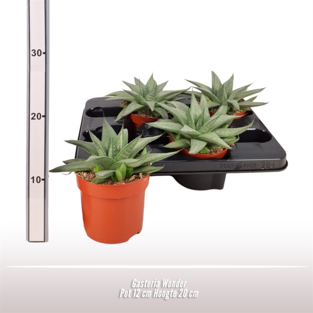 Gasteria Wonder.
