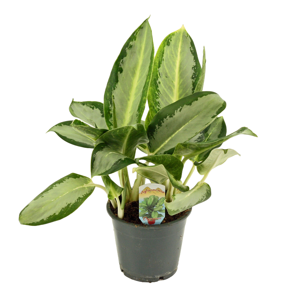 Aglaonema Osaka 12 cm.