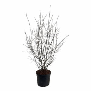 Amelanchier lamarckii.