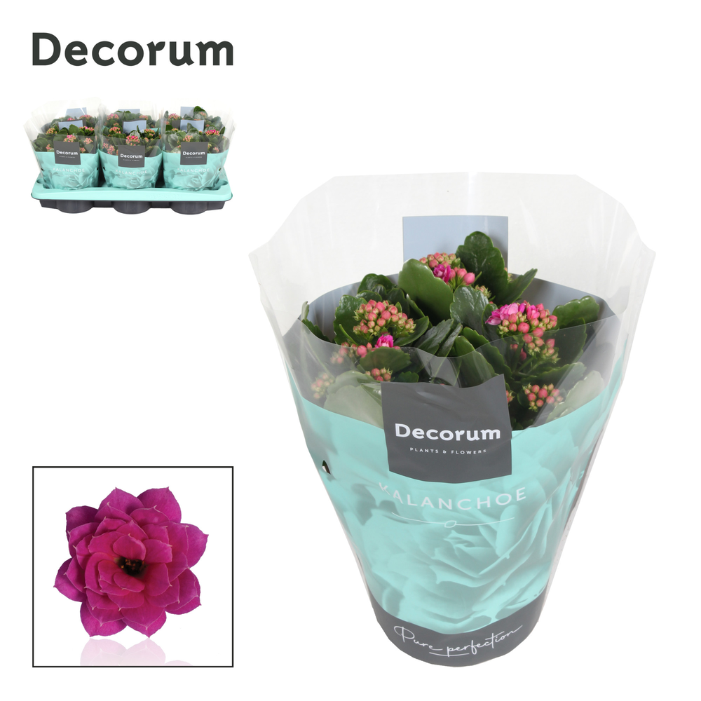 Kalanchoe Decorum - Purple.