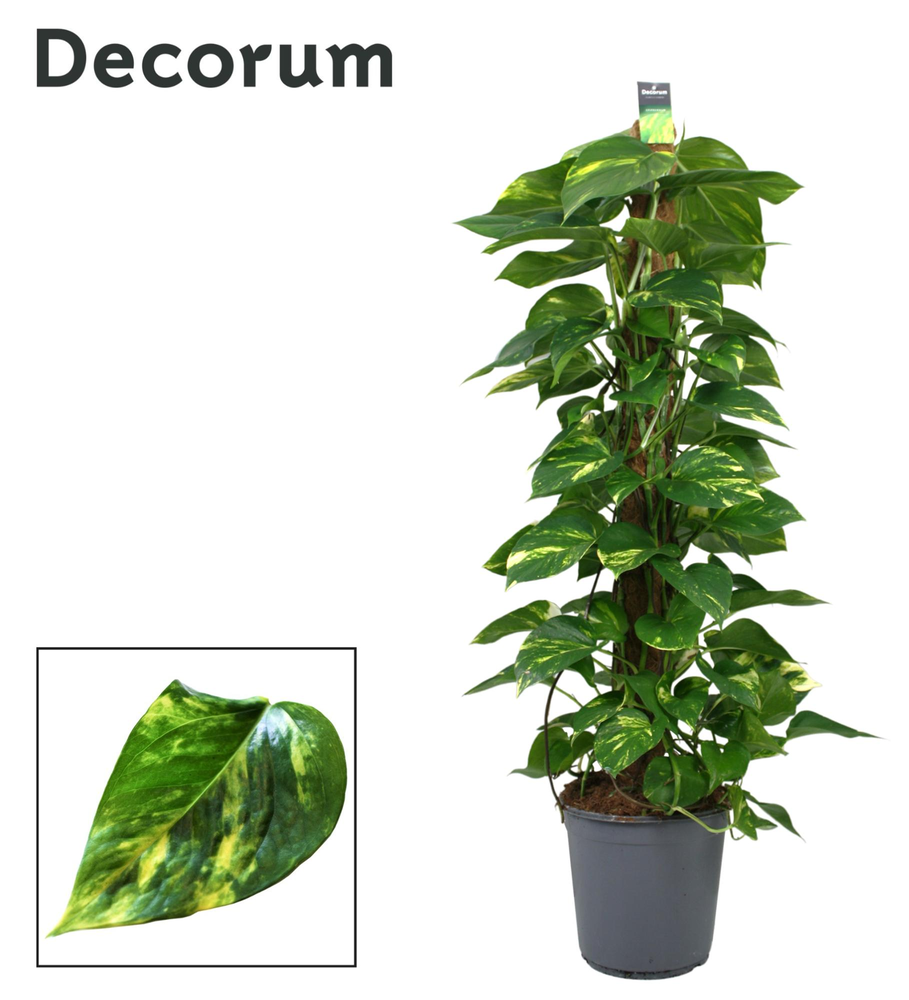 Scindapsus (Epipremnum) mosstok 120 cm DECORUM.