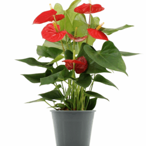Anthurium Esudo in transparant sleeve