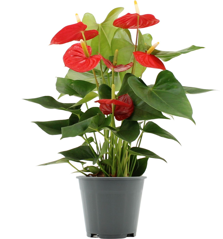 Anthurium Esudo in transparant sleeve.