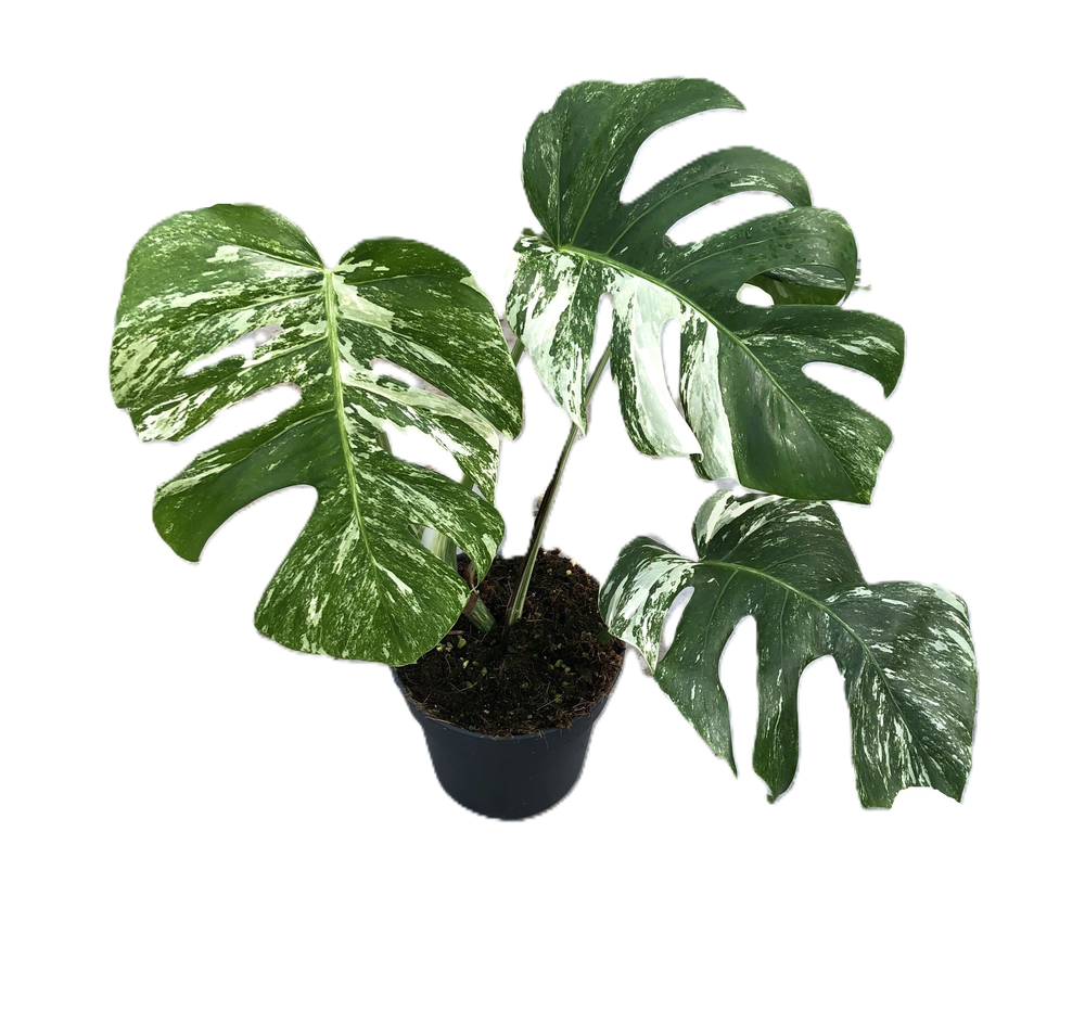 Monstera deliciosa "variegata" p17 medium bont.