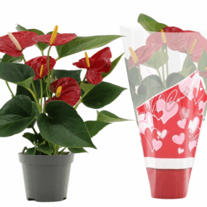 Anthurium Diamond Red in Couture heart sleeve