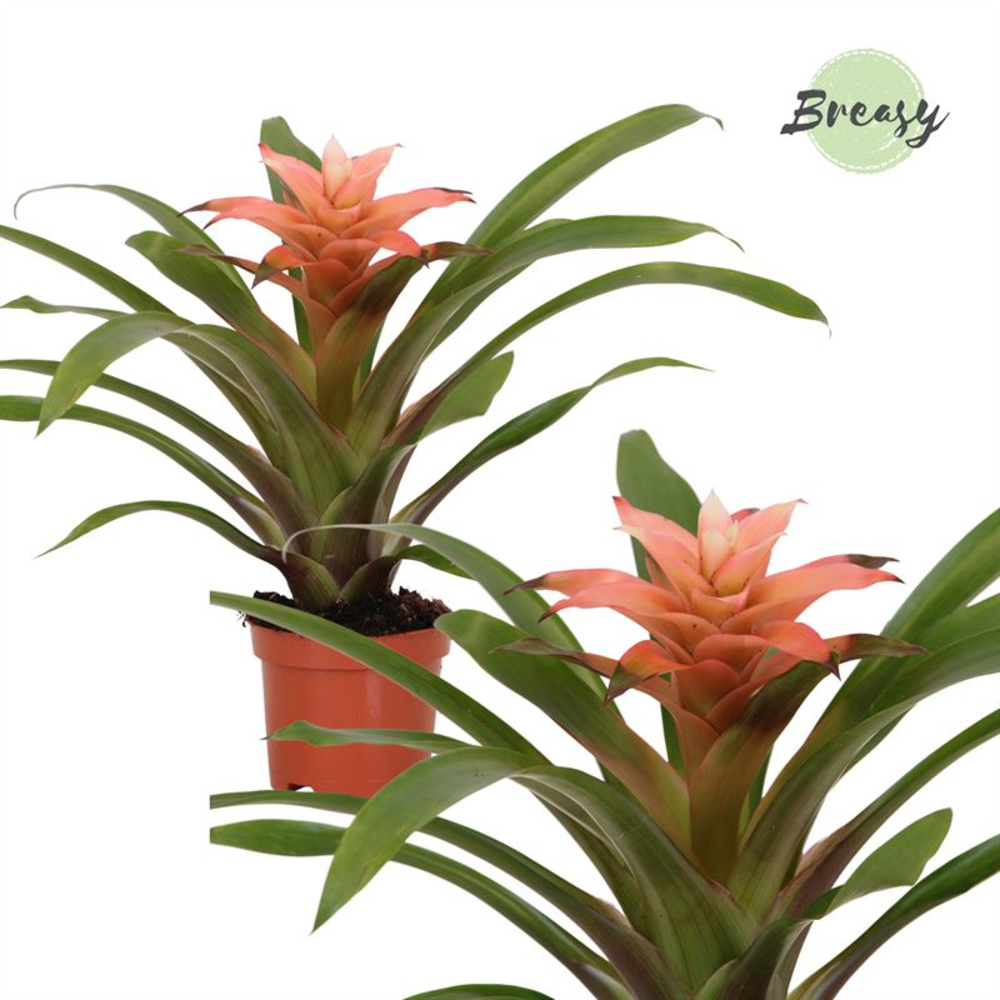 Guzmania Elise.
