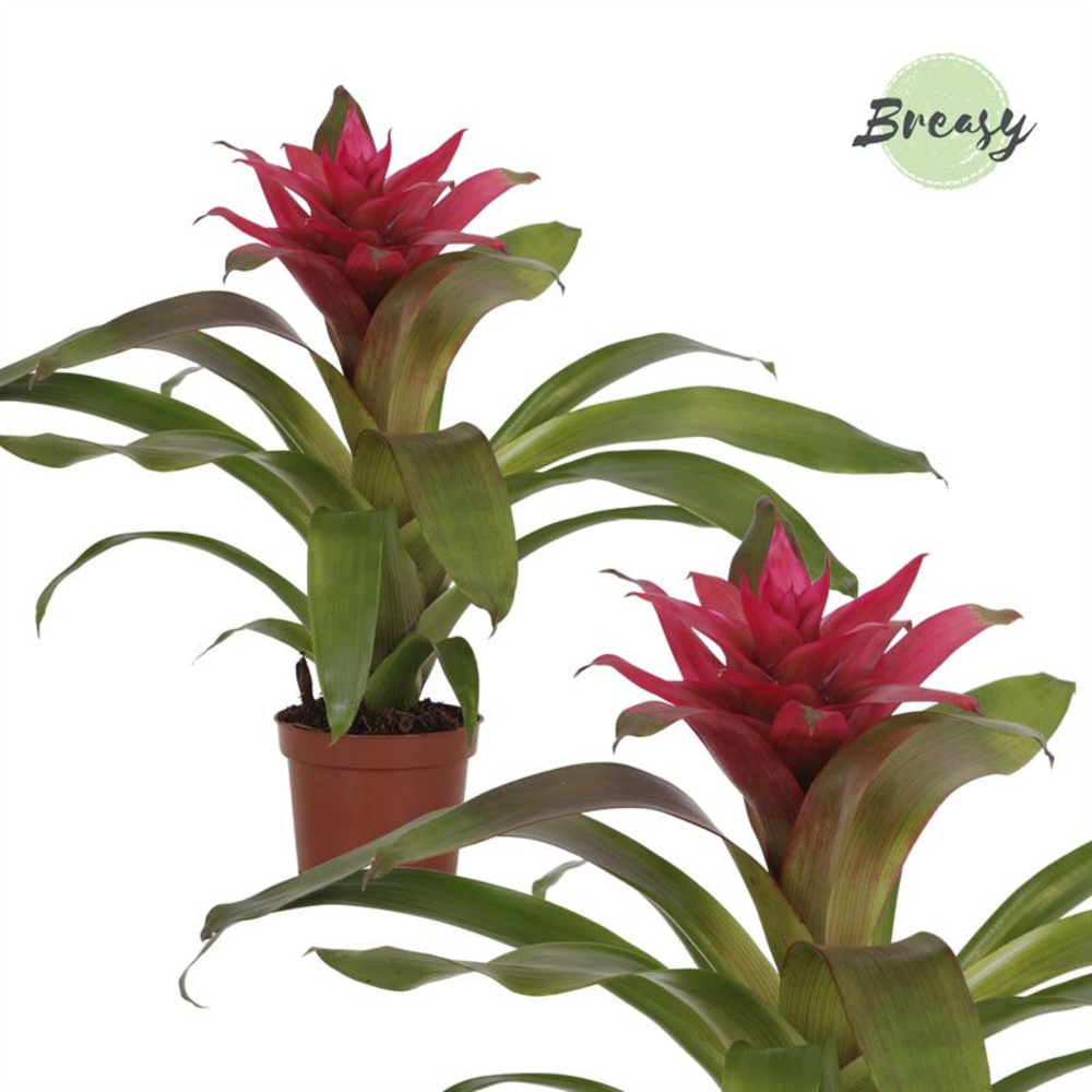 Guzmania Etude.