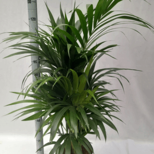 howea hydro.