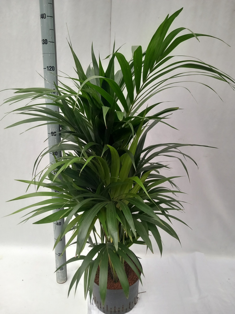 howea hydro.