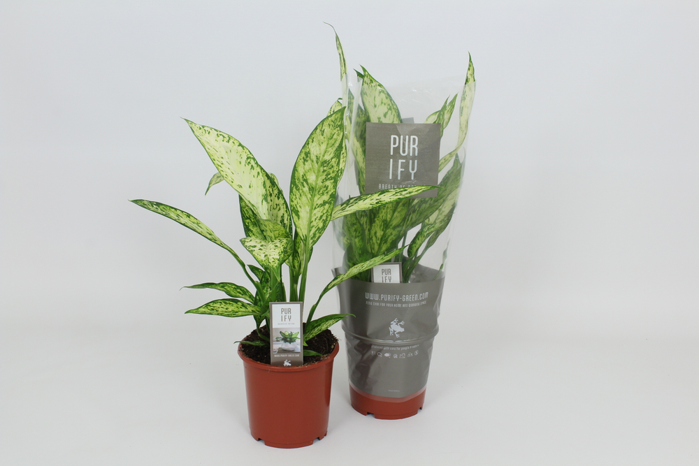 Purify Dieffenbachia Vesuvius 17 cm.