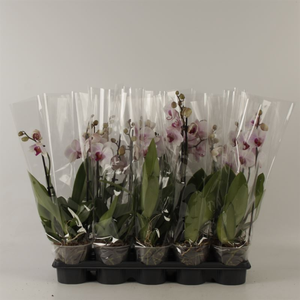 Phalaenopsis Anthura Denver 2 Tak roze Denver.