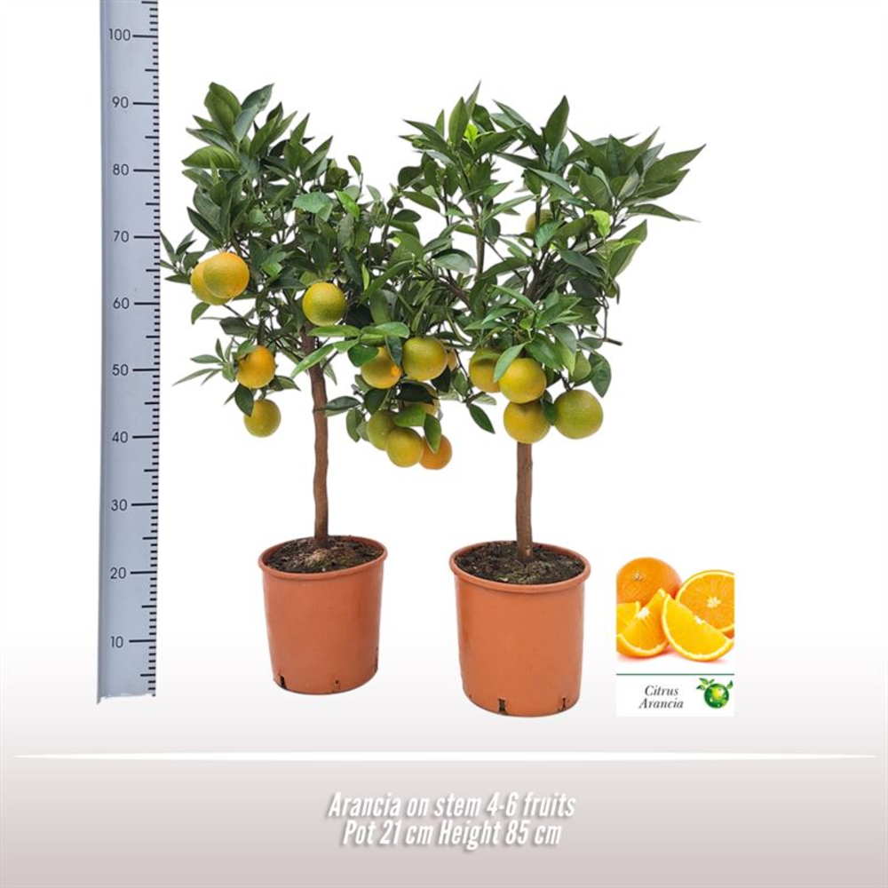 Citrus sinensis.