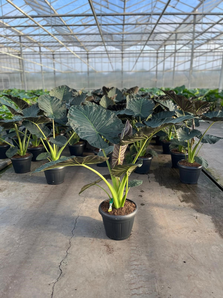 Alocasia Regal Shields Decopot.