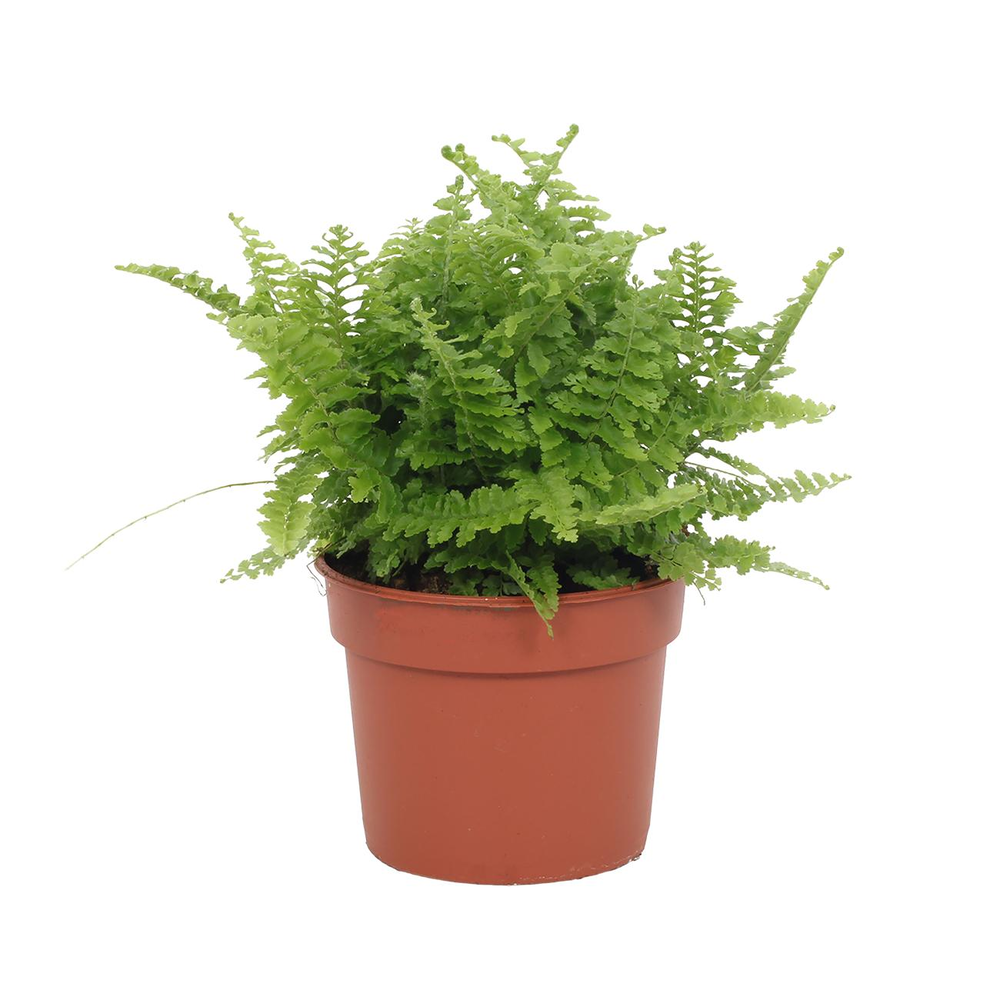Nephrolepis Vitale 9cm.