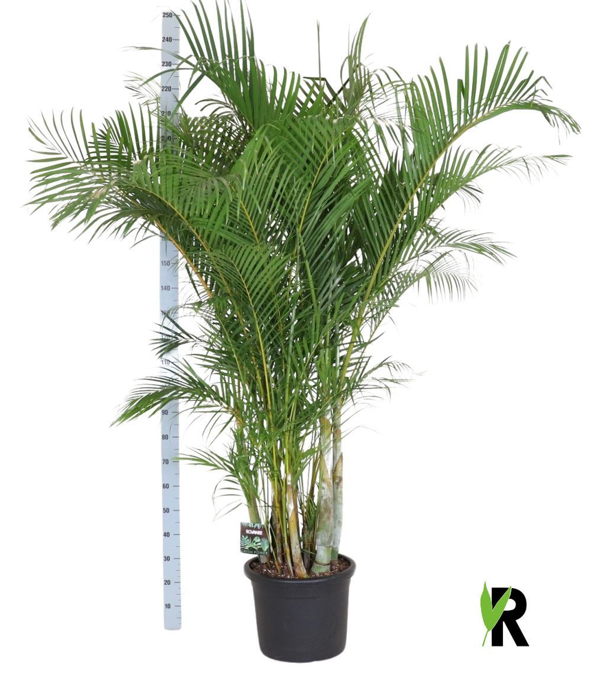 Dypsis lutescens.