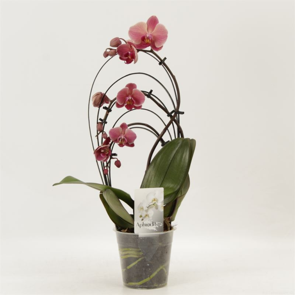 Phalaenopsis overig Rainbow Narbonne.