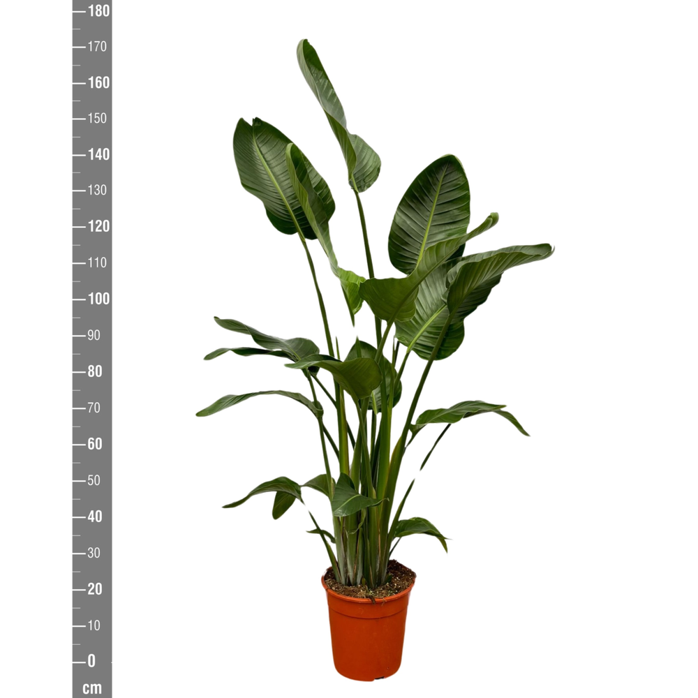 Strelitzia Nicolai.
