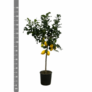 Citrus Lemon (Citroen) - 170cm.
