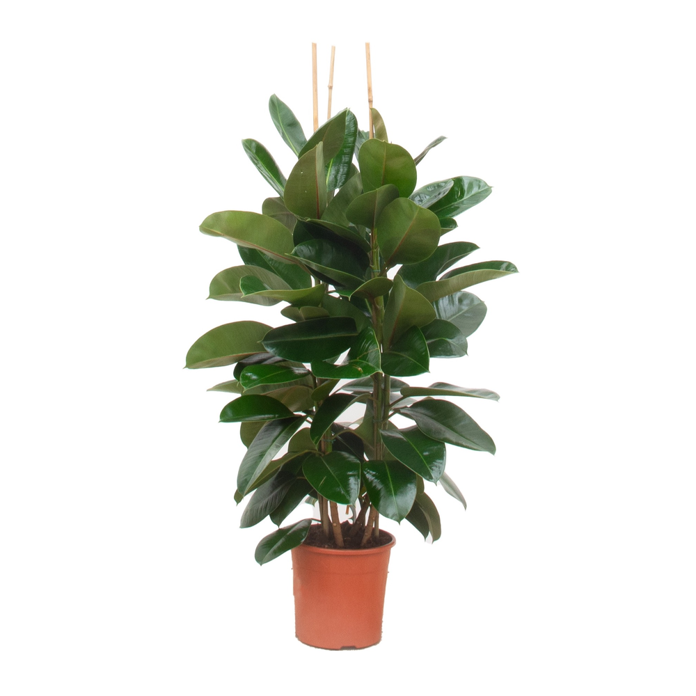 Ficus Elastica 'Robusta' toef - 140cm.