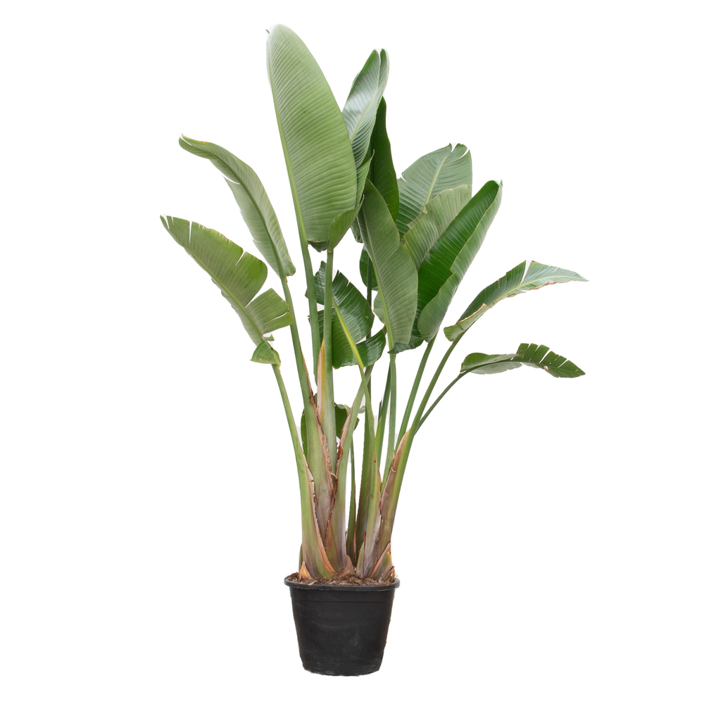 Strelitzia Nicolai.