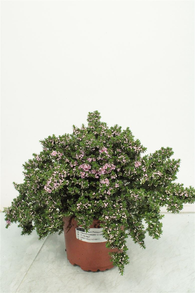 Thryptomene Saxicola Bush -847.